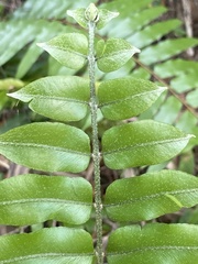 Nephrolepis biserrata