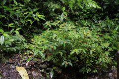 Begonia longirostris