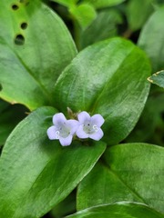 Spermacoce alata