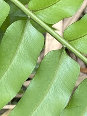Nephrolepis biserrata