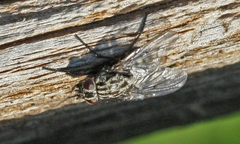 Phaonia trimaculata