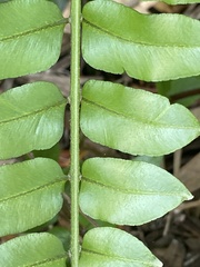 Nephrolepis biserrata