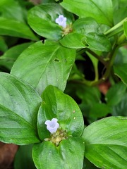 Spermacoce alata