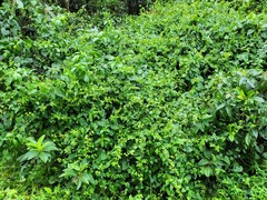 Mikania cordifolia