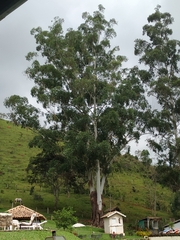 Eucalyptus grandis