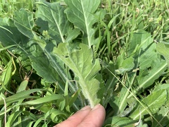 Erigeron philadelphicus