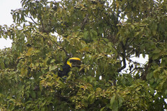 Ramphastos brevis