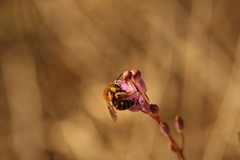Andrena rufitibialis