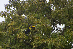 Ramphastos brevis