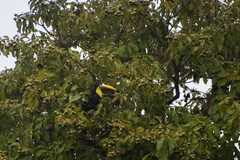 Ramphastos brevis