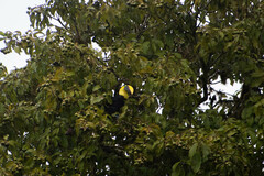 Ramphastos brevis