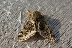 Apocheima hispidaria