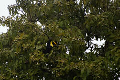 Ramphastos brevis
