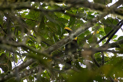 Ramphastos brevis