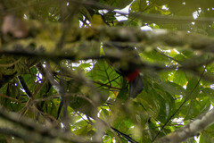 Ramphastos brevis