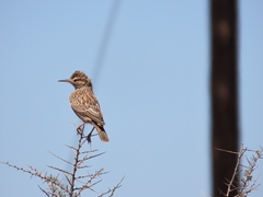 Chersomanes albofasciata
