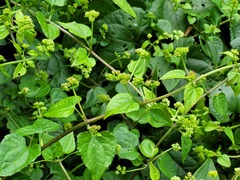 Mikania cordifolia