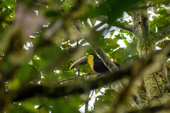 Ramphastos brevis