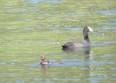 Tachybaptus ruficollis capensis