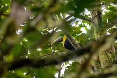 Ramphastos brevis