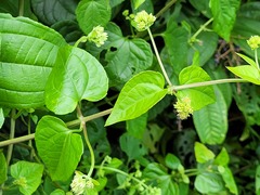 Mikania cordifolia