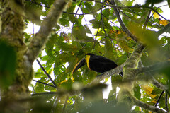 Ramphastos brevis