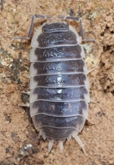 Porcellio ornatus