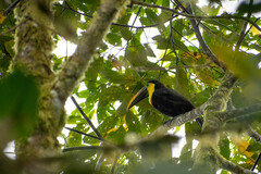 Ramphastos brevis