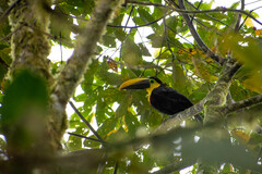Ramphastos brevis