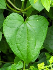 Mikania cordifolia