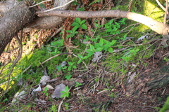 Lysimachia latifolia