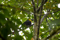 Ramphastos brevis