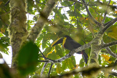 Ramphastos brevis
