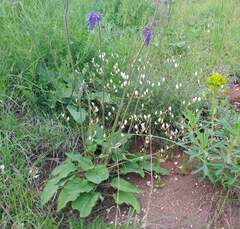 Astragalus ucrainicus
