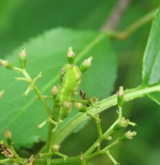 Glaucopsyche lygdamus