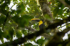 Ramphastos brevis