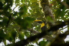 Ramphastos brevis