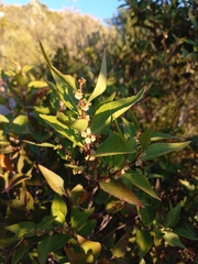 Maytenus acuminata acuminata