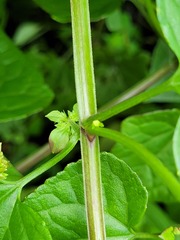 Mikania cordifolia