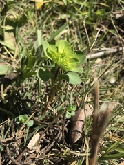 Euphorbia helioscopia