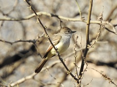 Myiarchus cinerascens