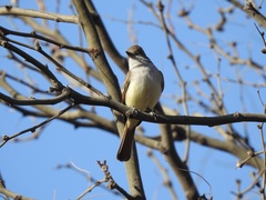 Myiarchus cinerascens