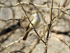 Myiarchus cinerascens