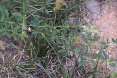 Lespedeza daurica
