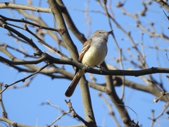 Myiarchus cinerascens