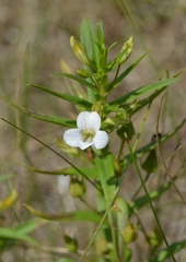Gratiola officinalis