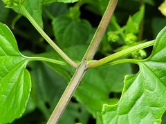 Mikania cordifolia