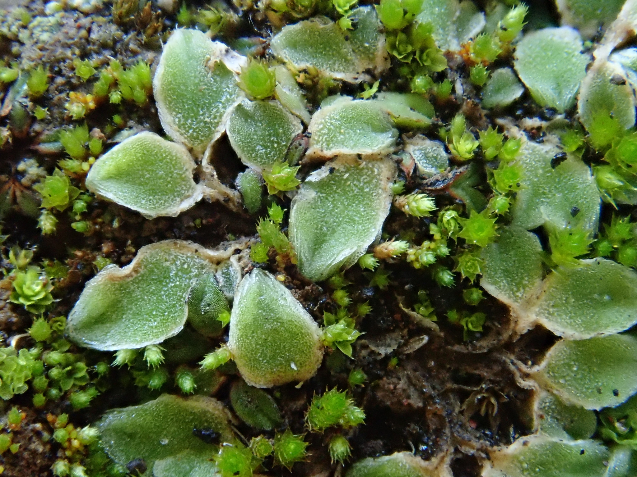 Riccia boumanii