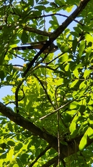 Coccyzus longirostris