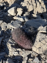 Echinomastus johnsonii